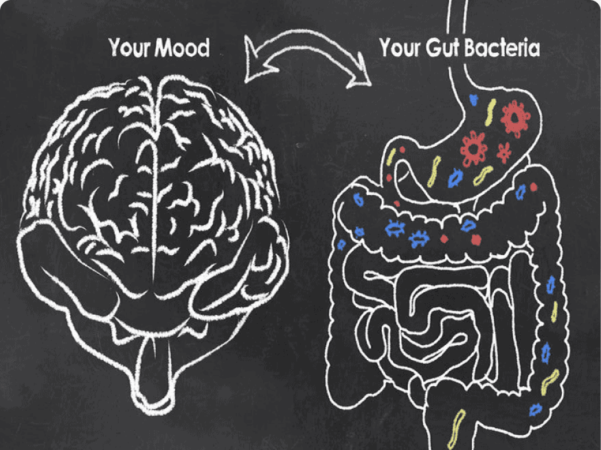 Hand-drawn illustration of a brain and a gut connected by arrows, labelled Your Mood and Your Gut Bacteria