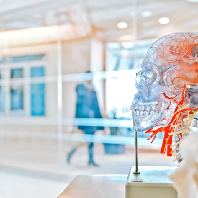 A transparent anatomical model of a skull, spine and blood vessels on a stand in a bright clinic lobby