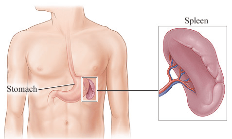 Spleen Health Diagram | Credit: Healthwise, Incorporated