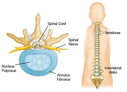 Annulus Fibrosus Diagram