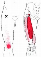 Quadricep Muscles Illustration