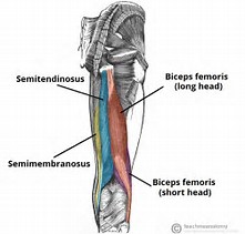 Hamstrings