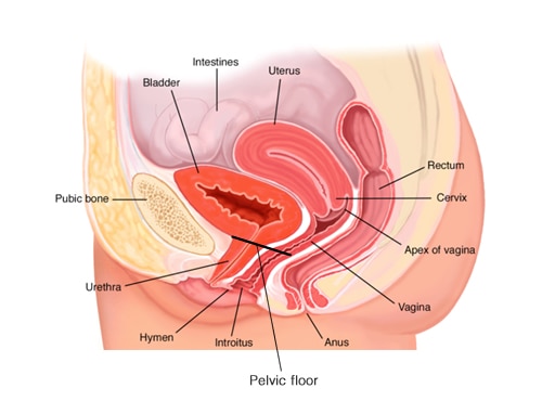 pelvic floor muslces